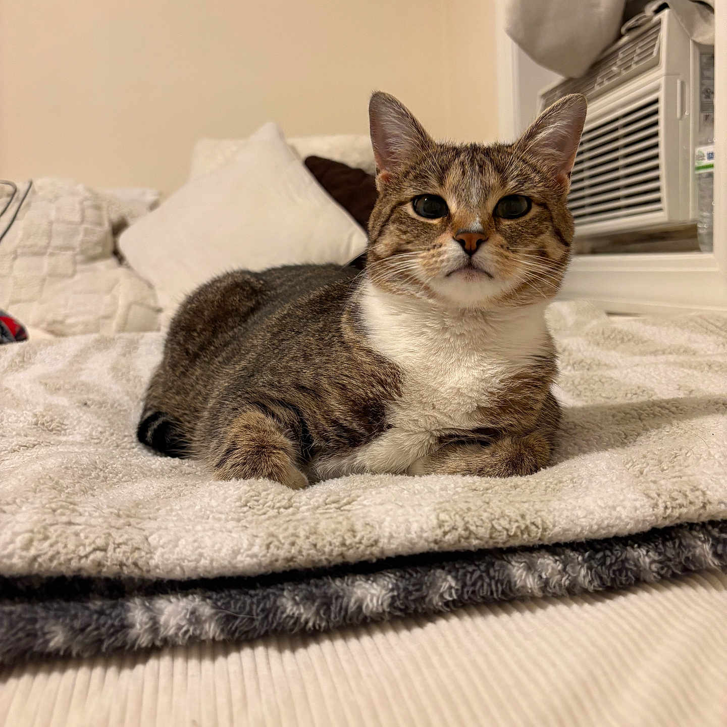 Nellie is registered to the contest to win money with this photo: cat, tabby, pet, indoor, blanket, pillow, bed, fur, animal, feline, resting, cute, comfort, cozy, home, window, air_conditioner, curious, looking, relaxed