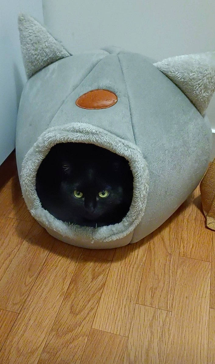 Queen participe au concours pour gagner de l'argent avec cette photo : carnivore, cat, cat_bed, cat_supply, comfort, domestic_short_haired_cat, felidae, flooring, fur, grey, hardwood, pillow, small_to_medium_sized_cats, snout, stuffed_toy, tail, toy, whiskers, wood, wood_flooring