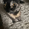 Frankie is registered to the contest to win money with this photo: cat, pet, animal, feline, close_up, blurry, eyes, curious, fur, texture, indoor, soft_lighting, blanket, rug, looking_up, whiskers, ears, shadow, cute, domestic