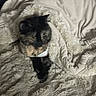 Frankie joined the competition — help win amazing prizes! cat, blanket, fur, cozy, indoor, pet, animal, snuggled, soft, cream_color, warm, comfort, relaxed, cute, fur_pattern, resting, domestic_cat, feline, sleepy, wrapped