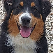 Utwo participe au concours pour gagner de l'argent avec cette photo : animal, appenzeller, ball, bodypart, canine, collie, dog, football, hound, husky, mouth, pebble, person, pet, puppy, rock, slate, soccer, soccerball, sport