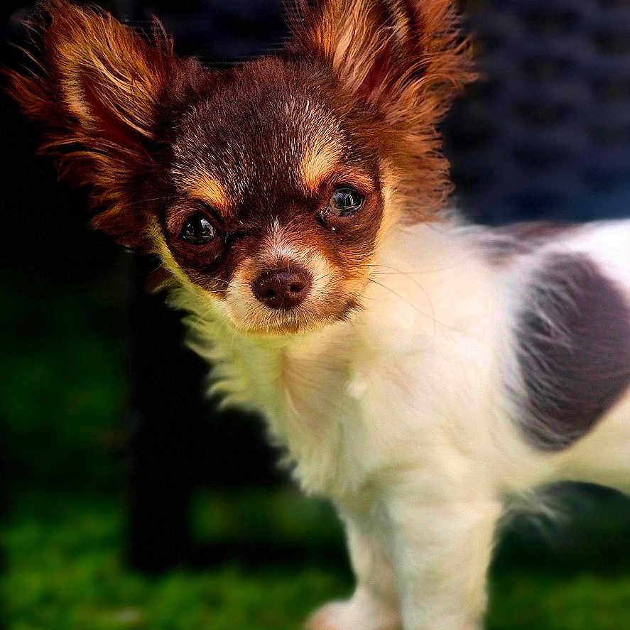 Bella participe au concours pour gagner de l'argent avec cette photo : dog, puppy, small_dog, ears, fur, grass, outdoor, pet, animal, curious, brown_fur, white_fur, cute, close_up, portrait, wicker_chair, background_blur, standing, daylight, companion