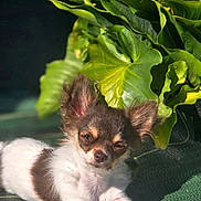 Bella participe au concours pour gagner de l'argent avec cette photo : puppy, dog, chihuahua, small_dog, outdoor, plant, leaf, flower, greenery, sunlight, relaxed, cute, pet, animal, nature, closeup, laying_down, young, fur, ears