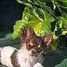 animal, chihuahua, closeup, cute, dog, ears, flower, fur, greenery, laying_down, leaf, nature, outdoor, pet, plant, puppy, relaxed, small_dog, sunlight, young