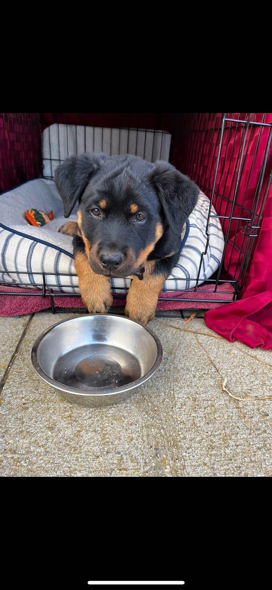 Bandit is registered to the contest to win money with this photo: bowl, carnivore, comfort, companion_dog, cooking, dog, dog_breed, dog_food, dog_supply, ingredient, kitchen_utensil, mixing_bowl, pet_food, pet_supply, serveware, snout, sporting_group, terrestrial_animal, working_animal, working_dog