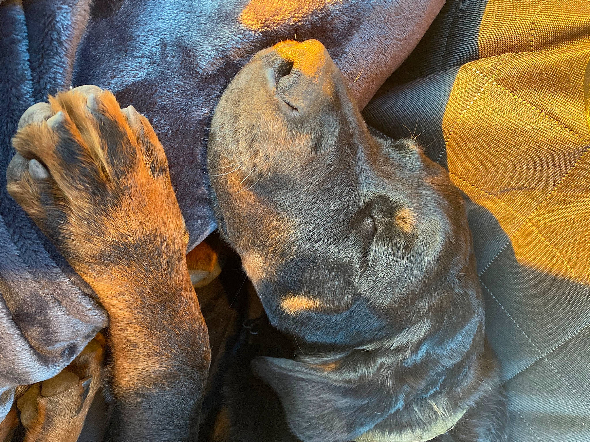 Bandit joined the competition — help win amazing prizes! canidae, carnivore, close_up, comfort, companion_dog, dog, dog_breed, electric_blue, fawn, foot, grey, liver, nail, paw, snout, sporting_group, terrestrial_animal, whiskers, working_animal, wrinkle