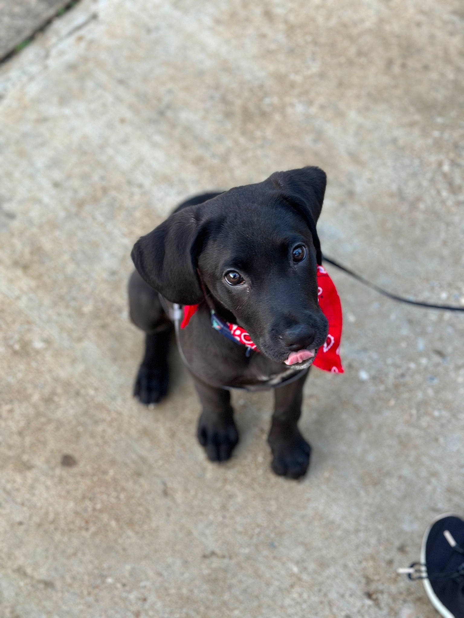 Hera joined the competition — help win amazing prizes! borador, canidae, carnivore, collar, companion_dog, dog, dog_breed, dog_collar, fur, gun_dog, leash, liver, pet_supply, retriever, snout, sporting_group, tail, terrestrial_animal, whiskers, working_animal