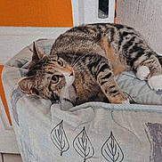 Vitaa participe au concours pour gagner de l'argent avec cette photo : animal, cat, cozy, curious, cushion, door, door_handle, eyes, feline, fur, household, indoor, leaf_pattern, paws, pet, relaxed, resting, striped, tabby, whiskers