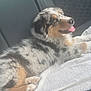 animal, black, brown, canine, car_interior, cushion, dog, domestic_animal, fur, happy, pet, puppy, resting, seat, side_view, spotted, tongue_out, towel, transport, white