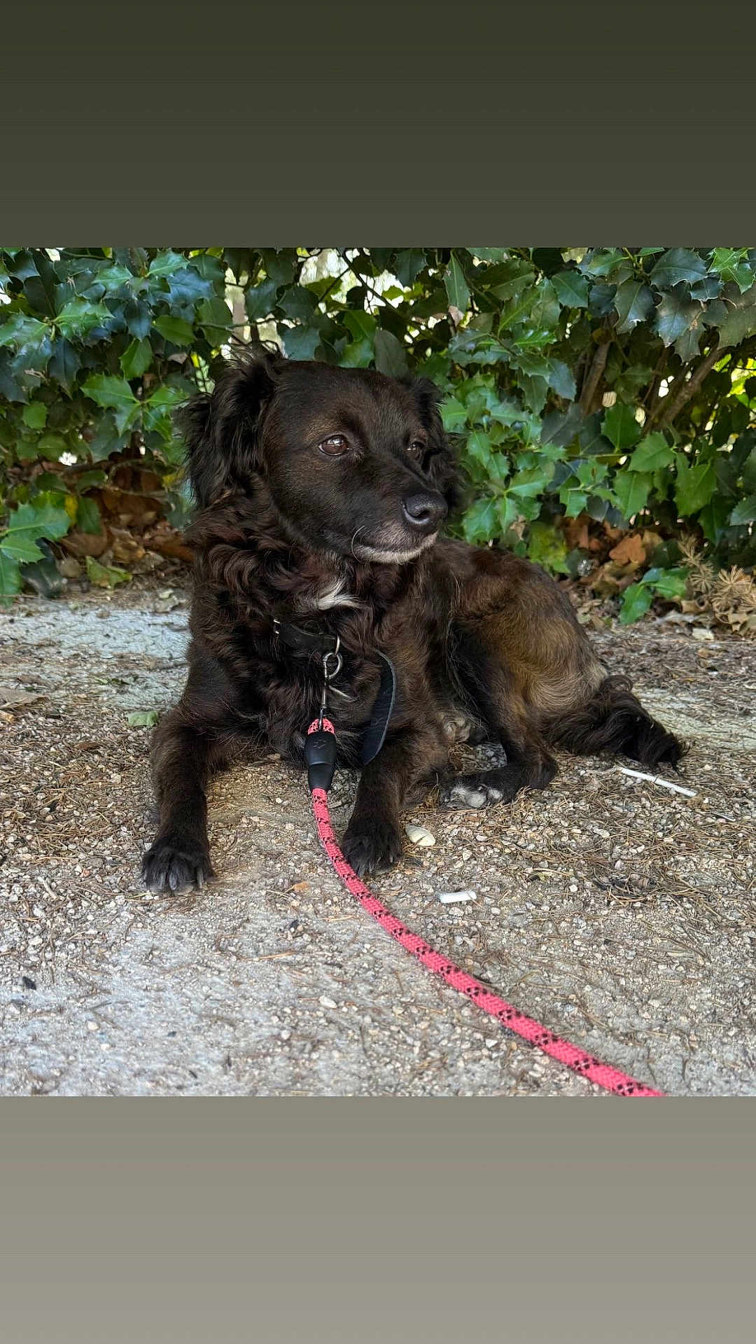 Milla a rejoint le concours — aidez-le/la à gagner de superbes lots ! dog, leash, outdoor, nature, greenery, foliage, pet, animal, canine, resting, ground, gravel, collar, paw, fur, side_view, quiet, calm, daytime, closeup