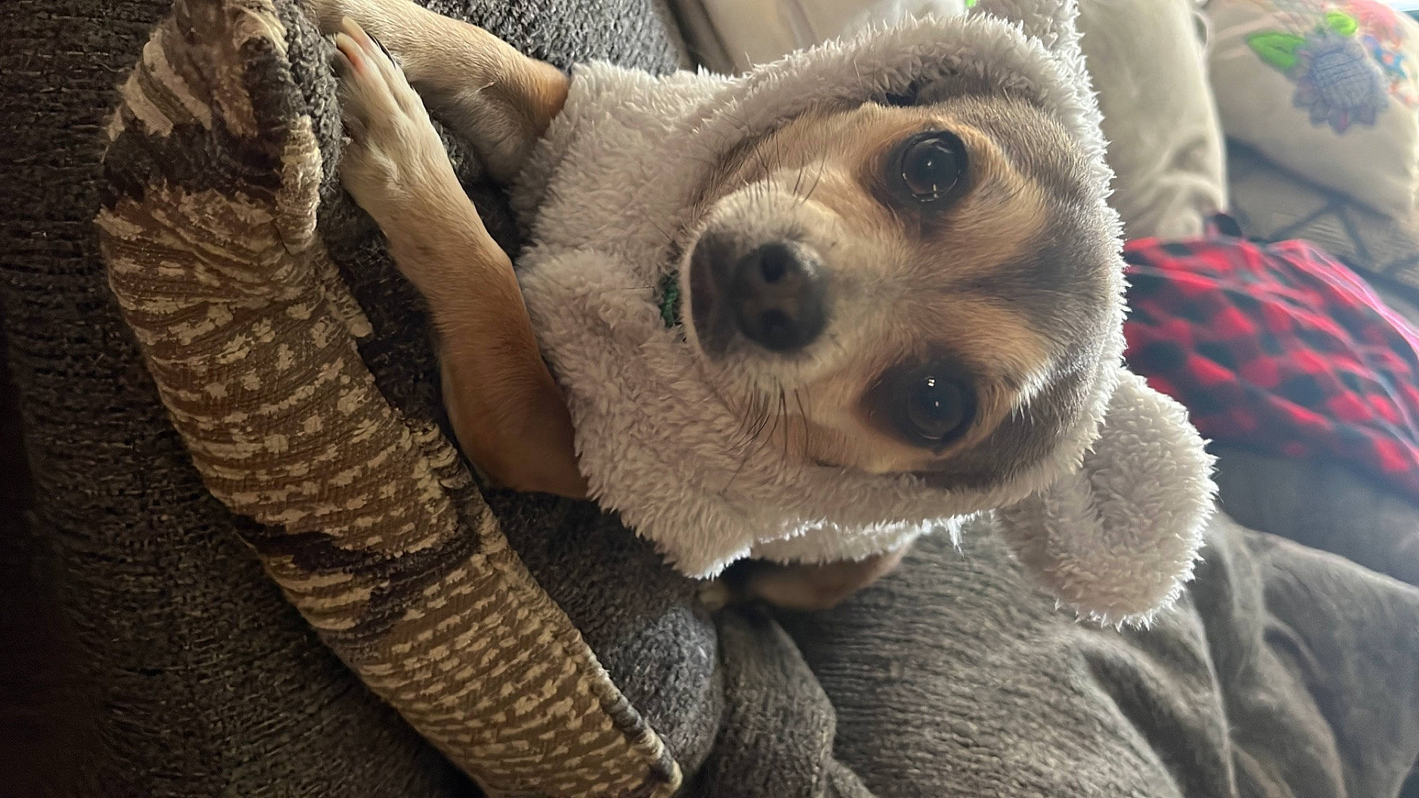 Joaquin is registered to the contest to win money with this photo: canidae, carnivore, comfort, companion_dog, dog, dog_breed, ear, eye, fawn, fur, head, paw, plush, selfie, snout, sporting_group, stuffed_toy, terrestrial_animal, whiskers, working_animal