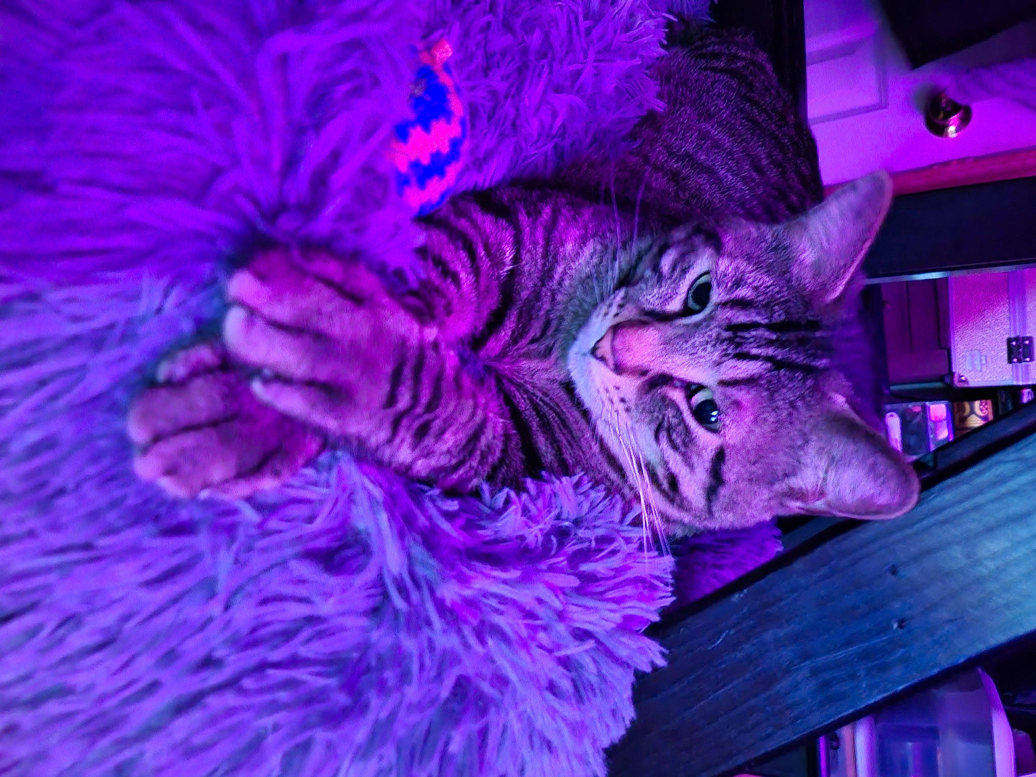 Tatortot joined the competition — help win amazing prizes! big_cats, carnivore, cat, domestic_short_haired_cat, electric_blue, event, felidae, fur, grass, magenta, pattern, pink, plant, purple, small_to_medium_sized_cats, tail, tree, violet, whiskers, wood