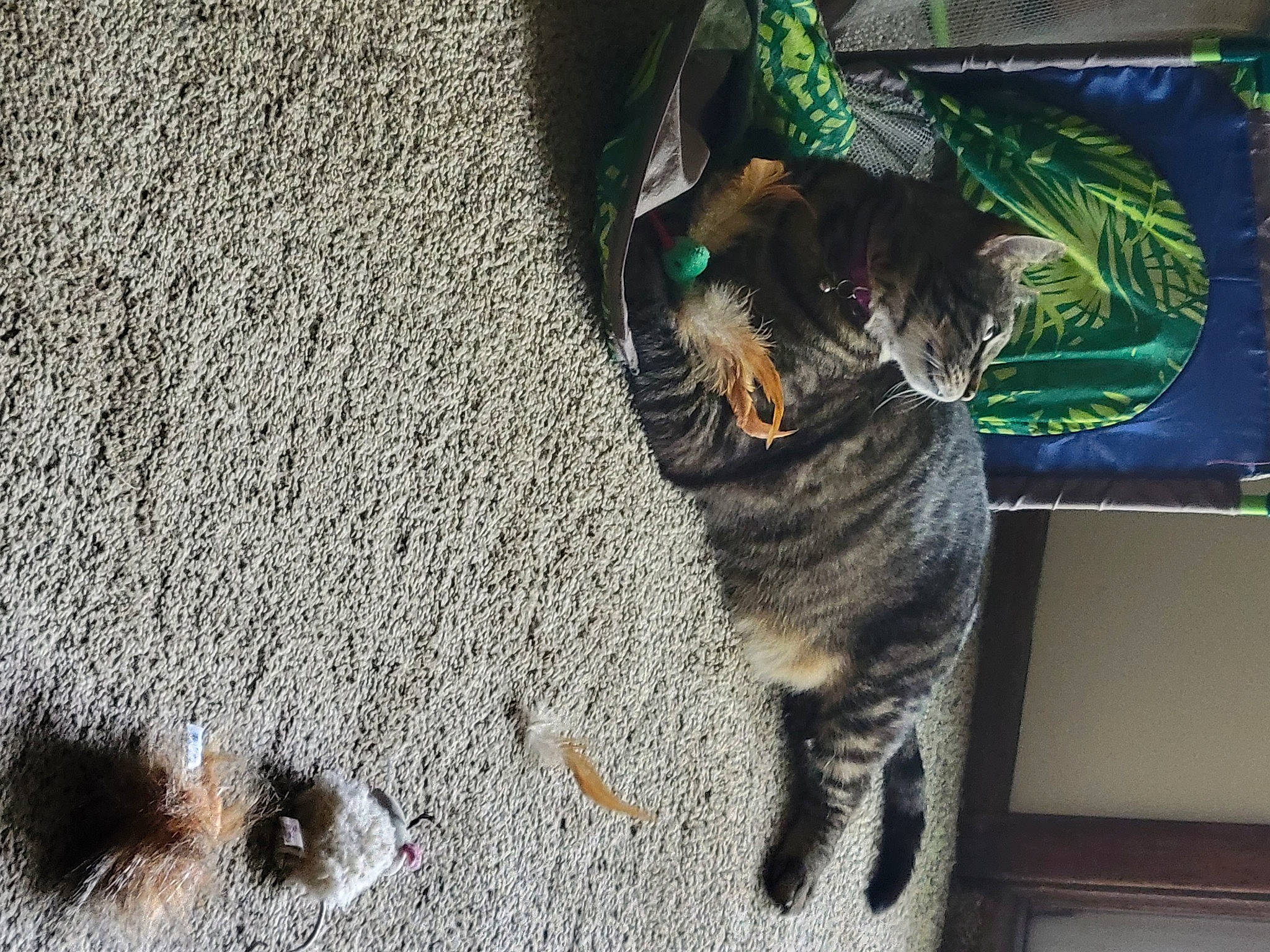 Tatortot joined the competition — help win amazing prizes! asphalt, carnivore, cat, claw, concrete, dog_breed, domestic_short_haired_cat, felidae, flooring, foot, fur, grass, natural_material, paw, road_surface, small_to_medium_sized_cats, snout, soil, tail, whiskers