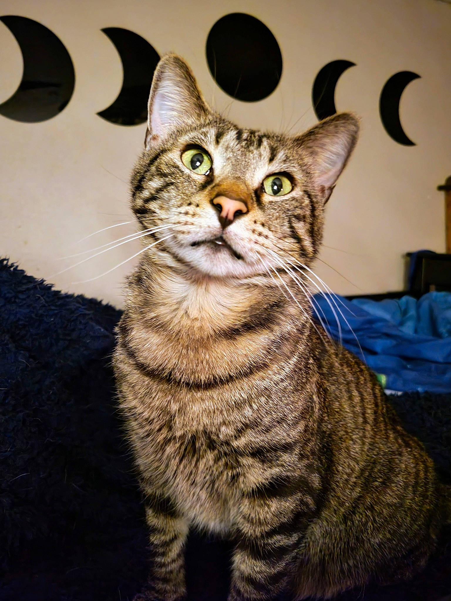 Tatortot joined the competition — help win amazing prizes! carnivore, cat, domestic_short_haired_cat, felidae, fur, rectangle, small_to_medium_sized_cats, snout, terrestrial_animal, whiskers, wildlife