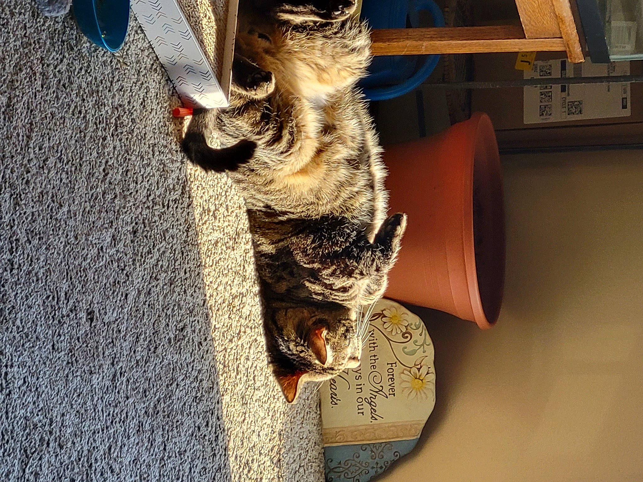 Tatortot joined the competition — help win amazing prizes! carnivore, cat, claw, dog_breed, domestic_short_haired_cat, fawn, felidae, foot, fur, human_leg, metal, paw, small_to_medium_sized_cats, snout, sporting_group, tail, thigh, tree, whiskers, wood