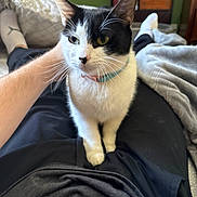 Vivi joined the competition — help win amazing prizes! bed, black_pants, blanket, bookshelf, cat, collar, cozy, furniture, green_wall, home, indoor, lap, person, pet, relaxing, resting, sitting, tuxedo_cat, whiskers, white_socks