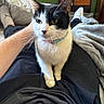 bed, black_pants, blanket, bookshelf, cat, collar, cozy, furniture, green_wall, home, indoor, lap, person, pet, relaxing, resting, sitting, tuxedo_cat, whiskers, white_socks