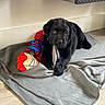 Tigros a rejoint le concours — aidez-le/la à gagner de superbes lots ! puppy, dog, black_labrador, blanket, toy, spiderman, iron_man, indoor, floor, wooden_floor, chewing, pet, cute, lying_down, playful, young_dog, cozy, home, animal, companion