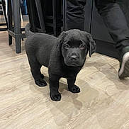 Tigros a rejoint le concours — aidez-le/la à gagner de superbes lots ! puppy, dog, black_dog, floor, wooden_floor, indoor, furniture, chair, person, pants, sneakers, pet, animal, cute, young_dog, standing, looking, curious, domestic, companion