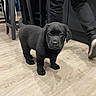 puppy, dog, black_dog, floor, wooden_floor, indoor, furniture, chair, person, pants, sneakers, pet, animal, cute, young_dog, standing, looking, curious, domestic, companion