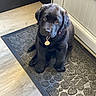 puppy, dog, black_dog, indoor, doormat, floor, door, pet, young_dog, sitting, looking_up, cute, fluffy, collar, home, domestic_animal, animal, canine, portrait, flooring