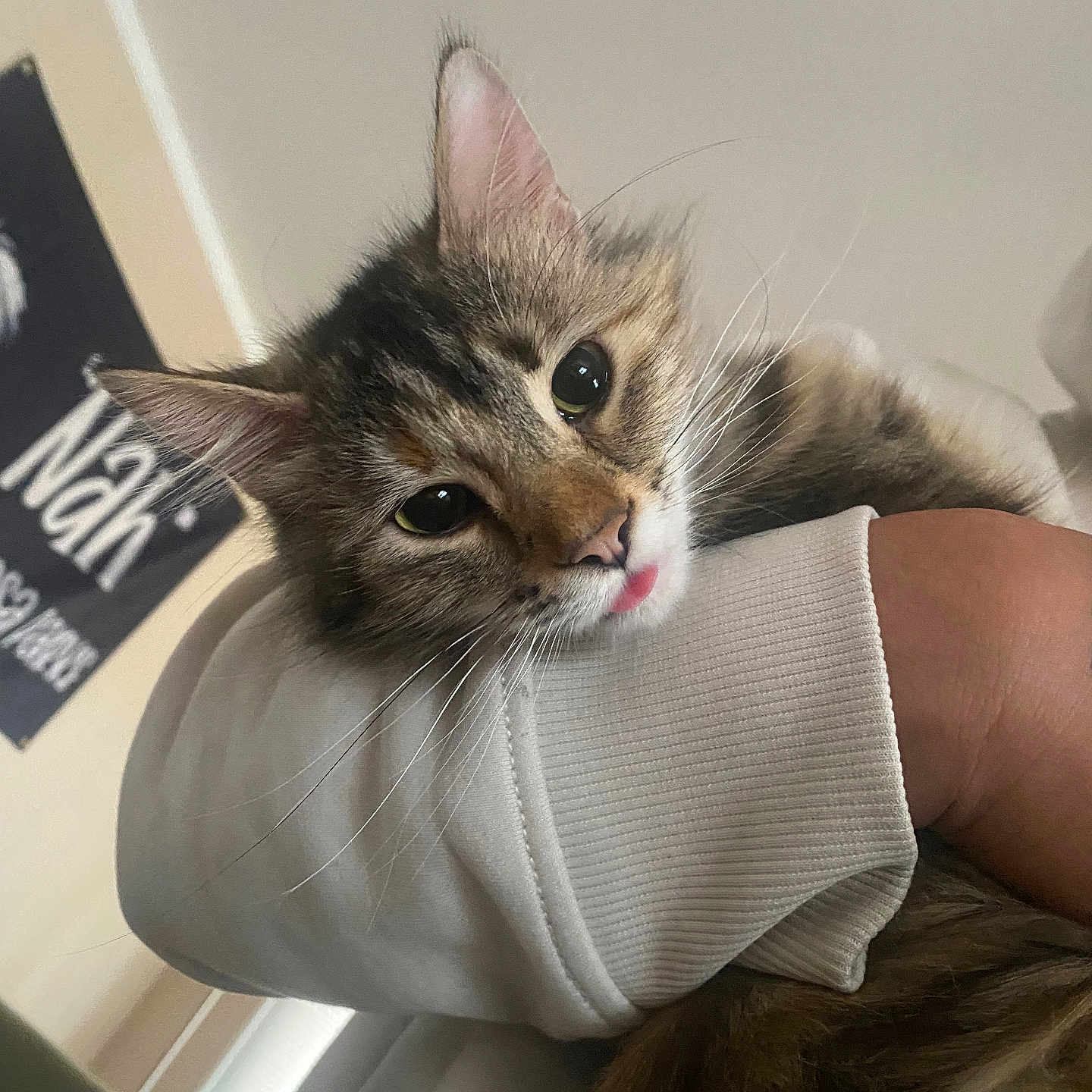 Millie joined the competition — help win amazing prizes! animal, arm, cat, closeup, comfort, cozy, curious, cute, domestic, ears, face, feline, fur, indoor, person, pet, sleeve, tabby, tongue, whiskers