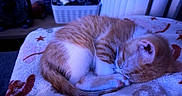 Woody is registered to the contest to win money with this photo: kitten, cat, sleeping, curled_up, blanket, orange, white, indoor, pet, cute, fur, resting, cozy, soft, domestic_animal, animal, close_up, relaxing, bedroom, quiet