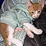 Woody is registered to the contest to win money with this photo: kitten, cat, orange_cat, white_cat, hoodie, clothing, paws, pink_paw_pads, blanket, soft_texture, cozy, sleepy, young_cat, feline, pet, resting, cute, indoor, fur, animal