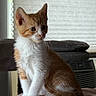 Woody is registered to the contest to win money with this photo: kitten, cat, orange_and_white, fur, whiskers, pink_blanket, indoor, soft_light, curious, sitting, pet, cute, animal, young, feline, portrait, domestic, window, blurred_background, cozy