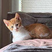 Woody joined the competition — help win amazing prizes! kitten, cat, orange, white, fur, bed, blanket, indoor, window, blinds, cat_tree, resting, pet, animal, cozy, soft, cute, young, whiskers, ears