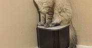 Snowball is registered to the contest to win money with this photo: cat, pet_food_dispenser, food_bowl, indoor, wooden_floor, beige_wall, fluffy_cat, tail, feline, domestic, pet, kibble, corner, sitting, animal, fur, looking_down, household, container, floor
