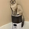 cat, pet_food_dispenser, food_bowl, indoor, wooden_floor, beige_wall, fluffy_cat, tail, feline, domestic, pet, kibble, corner, sitting, animal, fur, looking_down, household, container, floor