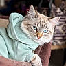 Snowball joined the competition — help win amazing prizes! cat, blue_eyes, hoodie, mint_green, fur, pet, animal, indoor, cozy, relaxed, portrait, soft_focus, cute, feline, whiskers, close_up, resting, comfortable, domestic_cat, fashion