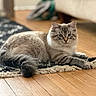 Snowball is registered to the contest to win money with this photo: cat, fluffy, indoor, wooden_floor, rug, pet, animal, feline, relaxed, curious, home, cozy, fur, whiskers, paw, tail, light, shadow, background_blur, domestic
