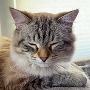 Snowball is registered to the contest to win money with this photo: cat, fluffy, sleeping, resting, indoor, pet, feline, closeup, soft, cozy, window, light, fur, whiskers, cute, relaxed, animal, mammal, domestic, peaceful