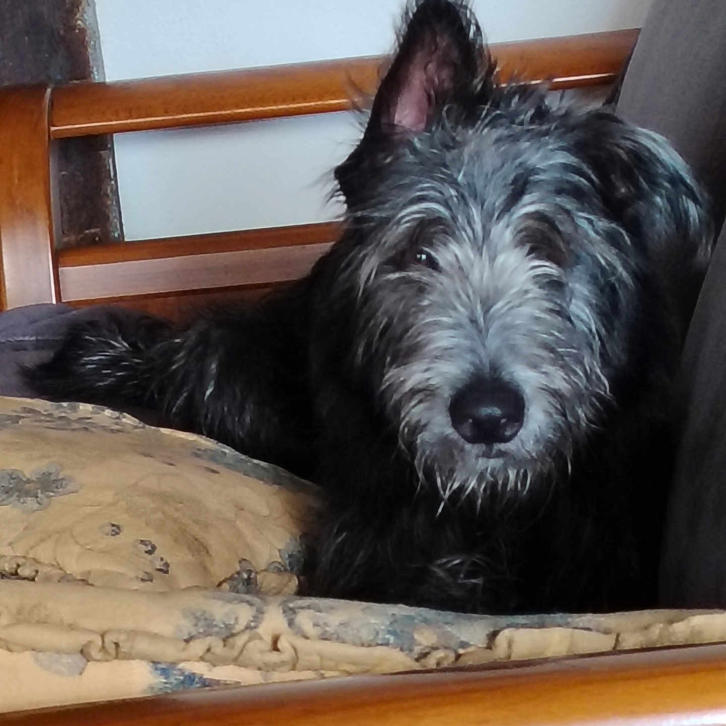 Ti Cœur a rejoint le concours — aidez-le/la à gagner de superbes lots ! animal, black_and_gray, close_up, comfort, cozy, cushion, dog, ear_up, face, fur, furniture, home, indoor, looking_at_camera, mammal, nose, pet, relaxed, scruffy, wooden_chair