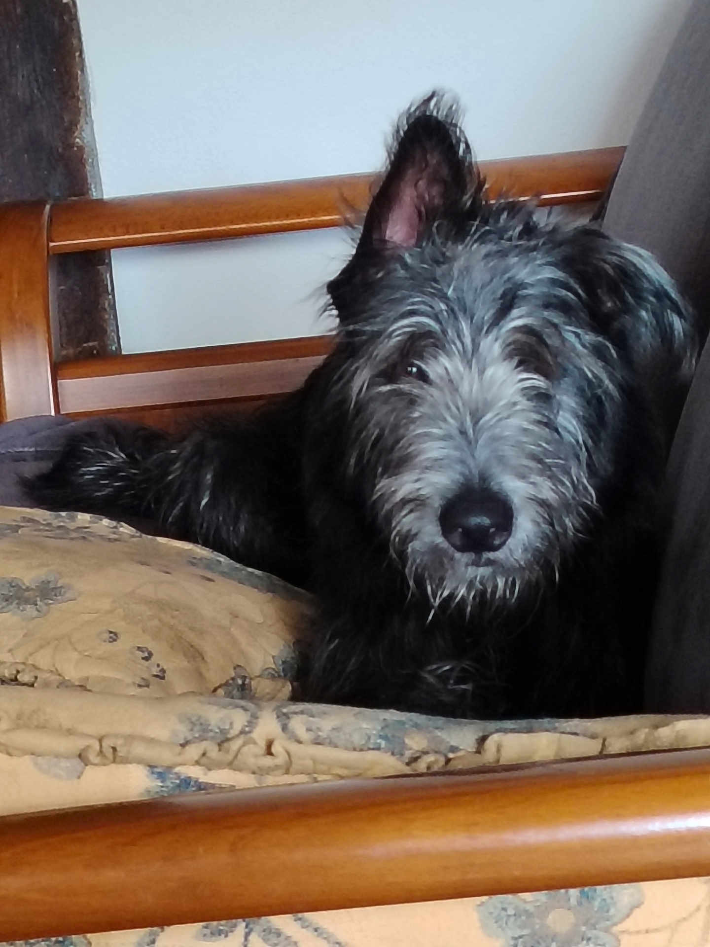 Ti Cœur a rejoint le concours — aidez-le/la à gagner de superbes lots ! dog, scruffy, black_and_gray, cushion, wooden_chair, indoor, pet, looking_at_camera, ear_up, fur, comfort, relaxed, animal, mammal, close_up, nose, face, furniture, home, cozy