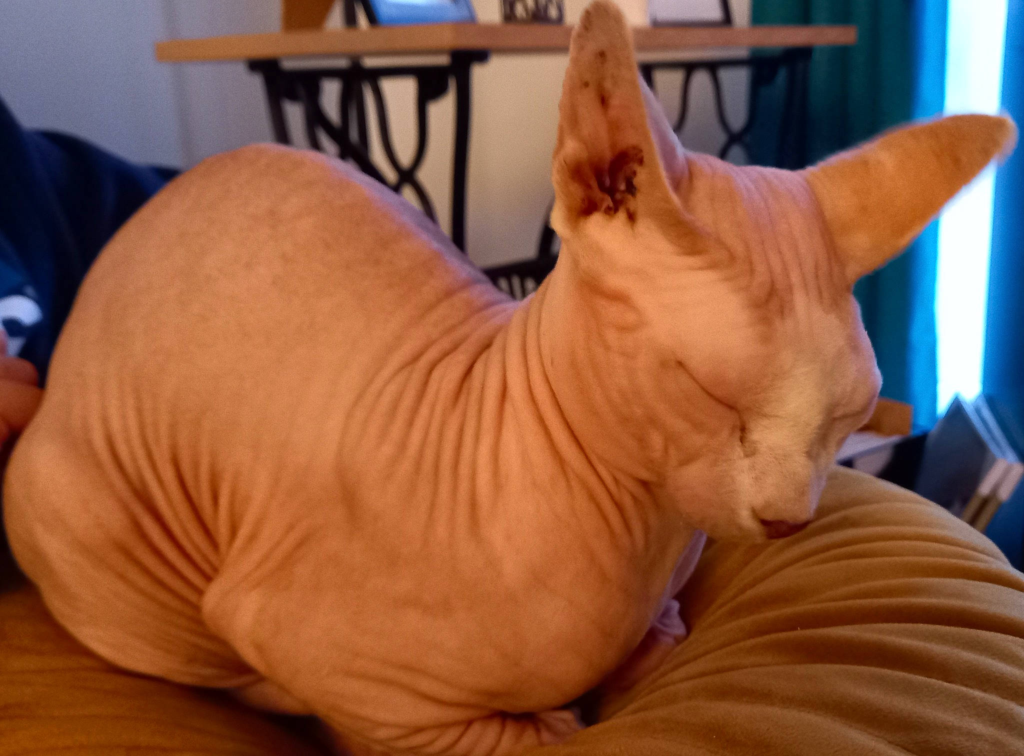 Strange participe au concours pour gagner de l'argent avec cette photo : art, artifact, bean_bag, carnivore, cat, comfort, cone, donskoy, fawn, felidae, fur, peterbald, sculpture, small_to_medium_sized_cats, sphynx, tail, terrestrial_animal, whiskers, wood, wrinkle