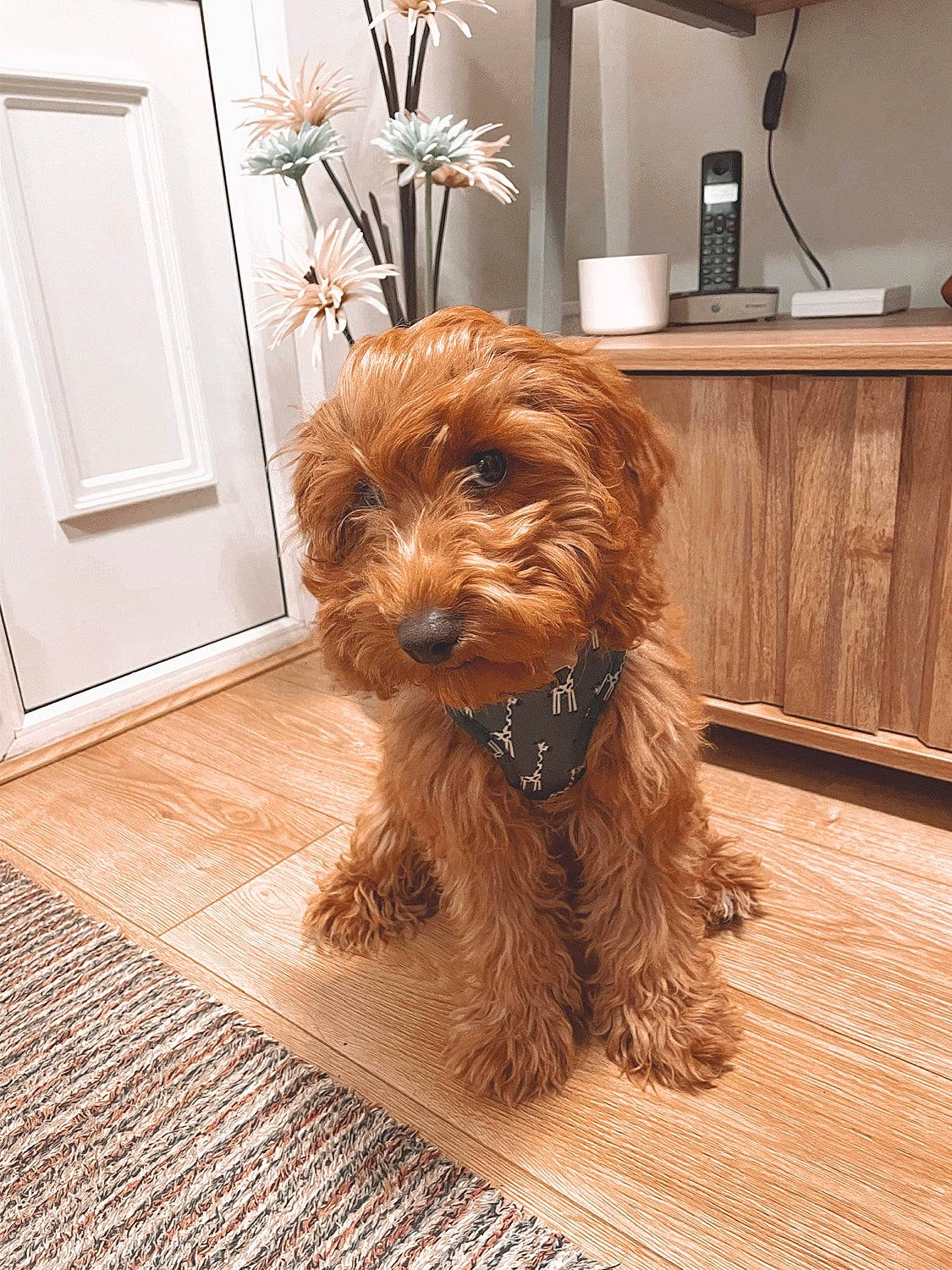 Ted joined the competition — help win amazing prizes! brown, cabinetry, carnivore, companion_dog, dog, dog_breed, door, fixture, floor, flooring, hardwood, home, home_door, laminate_flooring, liver, sporting_group, vertebrate, wood, wood_flooring, wood_stain