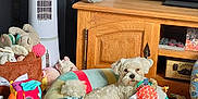 Vicking participe au concours pour gagner de l'argent avec cette photo : dog, plush_bed, toy, living_room, television, wooden_furniture, floor_tiles, decor, pet_bed, stuffed_animal, plastic_bottle, remote_control, fan, cushion, houseplant, photo_frame, relaxed, indoor, small_dog, cozy
