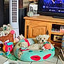 dog, plush_bed, toy, living_room, television, wooden_furniture, floor_tiles, decor, pet_bed, stuffed_animal, plastic_bottle, remote_control, fan, cushion, houseplant, photo_frame, relaxed, indoor, small_dog, cozy
