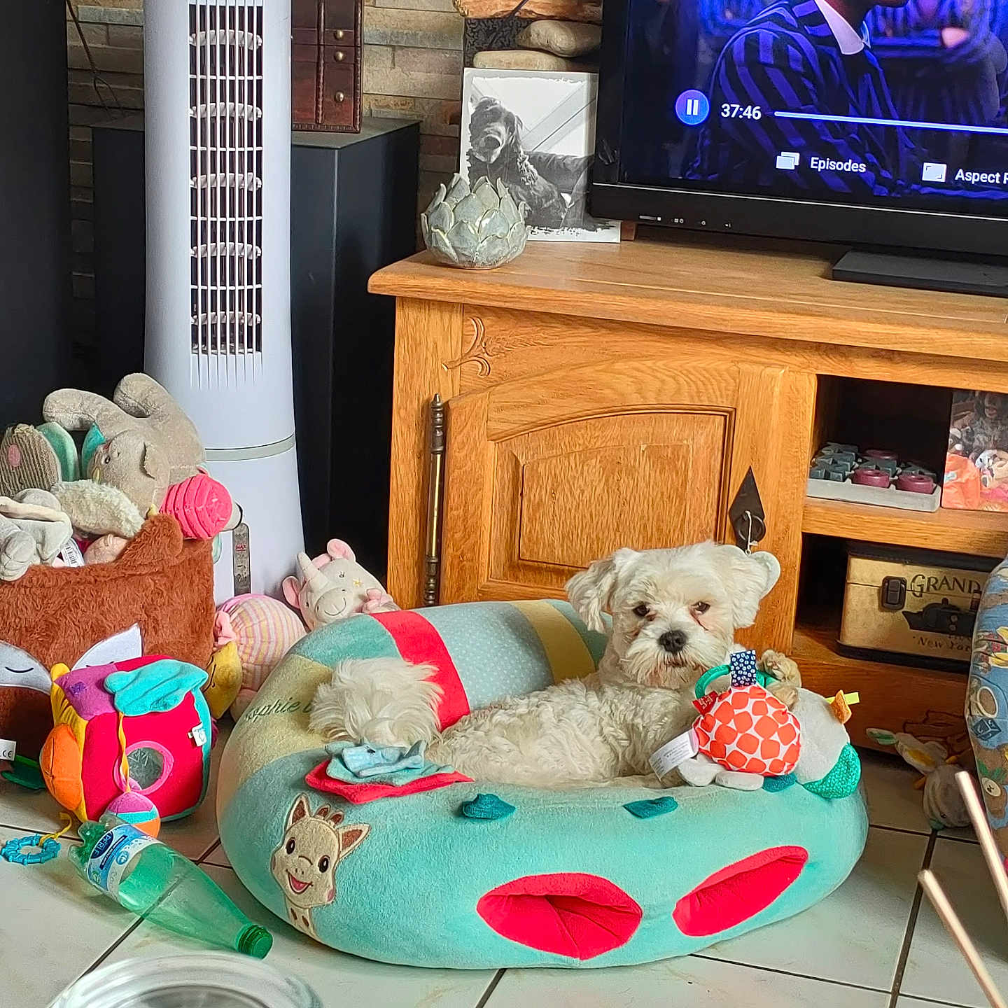 Vicking participe au concours pour gagner de l'argent avec cette photo : cozy, cushion, decor, dog, fan, floor_tiles, houseplant, indoor, living_room, pet_bed, photo_frame, plastic_bottle, plush_bed, relaxed, remote_control, small_dog, stuffed_animal, television, toy, wooden_furniture