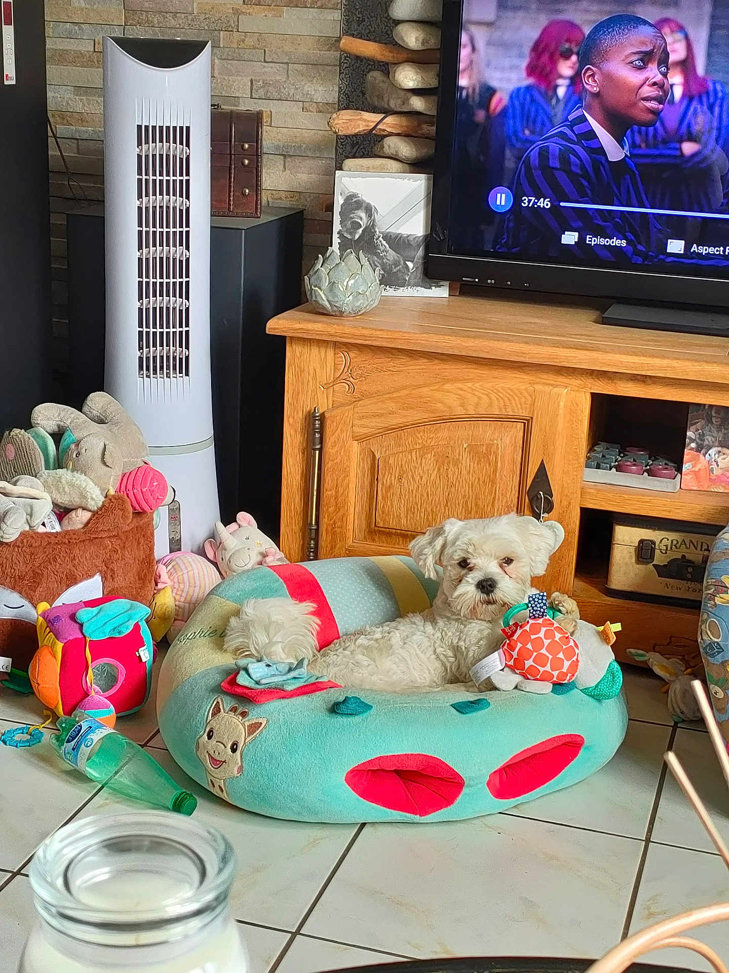 Vicking participe au concours pour gagner de l'argent avec cette photo : dog, plush_bed, toy, living_room, television, wooden_furniture, floor_tiles, decor, pet_bed, stuffed_animal, plastic_bottle, remote_control, fan, cushion, houseplant, photo_frame, relaxed, indoor, small_dog, cozy