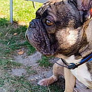 Simba a rejoint le concours — aidez-le/la à gagner de superbes lots ! animal, bench, canine, closeup, collar, daylight, dog, ears, french_bulldog, grass, mammal, nature, outdoor, park, pet, side_view, sitting, snout, sunlight, tree