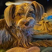 Dalila joined the competition — help win amazing prizes! animal, blanket, brown, collar, comfort, cozy, cute, dog, ears, face, fluffy, fur, home, indoor, pet, portrait, relaxed, resting, scruffy, soft