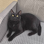 Taïro participe au concours pour gagner de l'argent avec cette photo : animal, black_cat, cat, close_up, curious, domestic_cat, feline, gray_chair, looking_up, outdoor_chair, patio, pet, plastic_chair, relaxed, resting, side_view, texture, wall, woven_chair, yellow_eyes