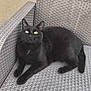 animal, black_cat, cat, close_up, curious, domestic_cat, feline, gray_chair, looking_up, outdoor_chair, patio, pet, plastic_chair, relaxed, resting, side_view, texture, wall, woven_chair, yellow_eyes