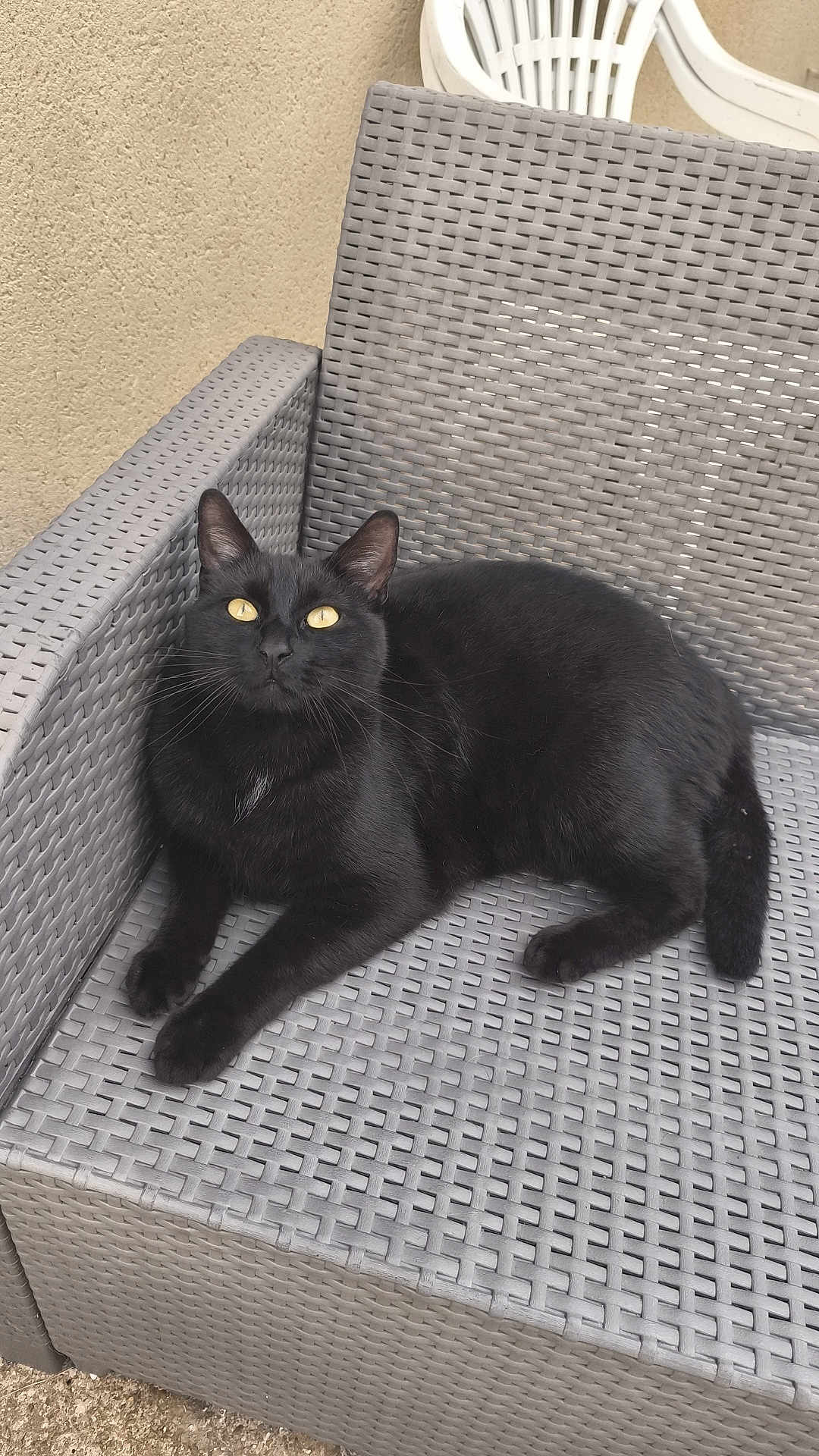 Taïro