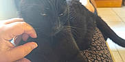 Taïro participe au concours pour gagner de l'argent avec cette photo : black_cat, cat, comfort, cozy, feline, floor_tiles, fur, home, indoor, lap, leopard_print_pants, natural_light, person_hand, pet, pink_blanket, relaxed, scratching, stairs, tail, whiskers