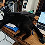 Taïro participe au concours pour gagner de l'argent avec cette photo : black_cat, blue_folder, cat, chair, computer_mouse, desk, electronics, feline, floor_tiles, home_office, indoor, laptop, papers, pen, pet, relaxed, stretching, technology, wooden_table, workspace